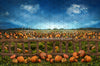 Pumpkin Picking Fence (JA)