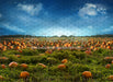 Pumpkin Picking Field (JA)