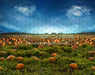Pumpkin Picking Field (JA)