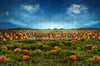 Pumpkin Picking Field (JA)