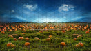 Pumpkin Picking Field (JA)