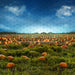 Pumpkin Picking Field (JA)