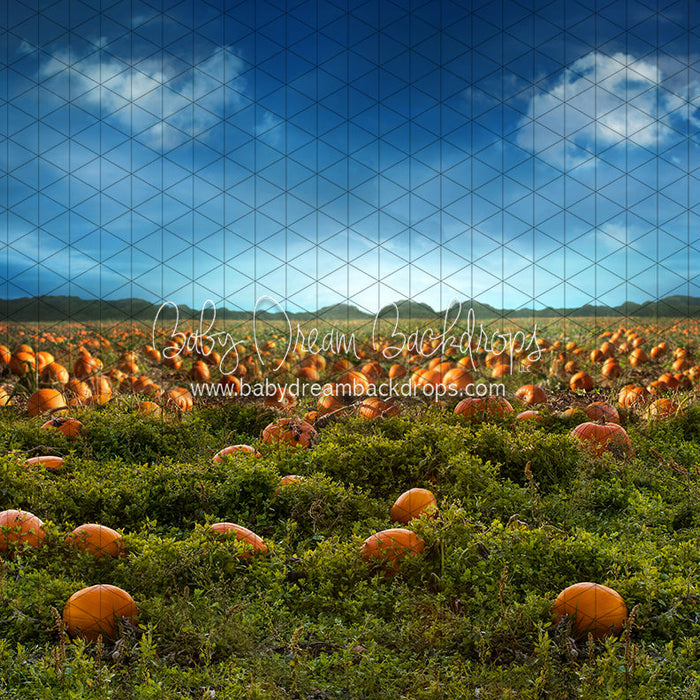 X Drop pumpkin picking field ja