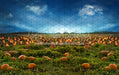 Pumpkin Picking Field (JA)