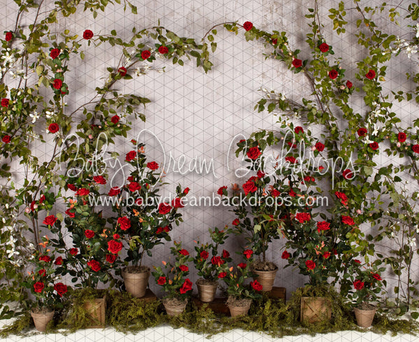 Romance Garden Wall