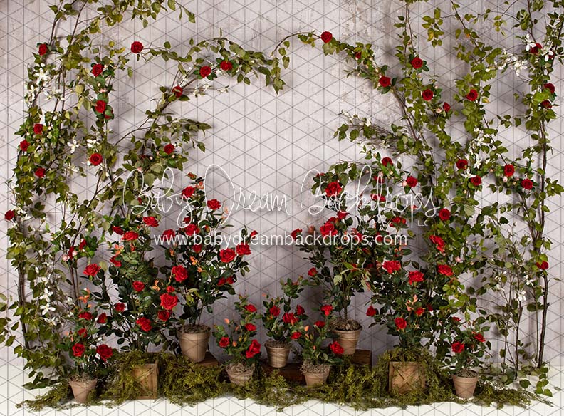 Romance Garden Wall