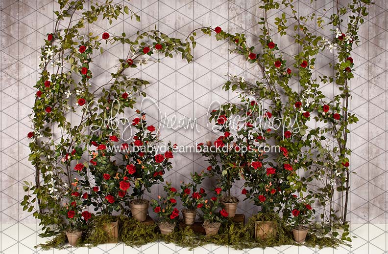 Romance Garden Wall