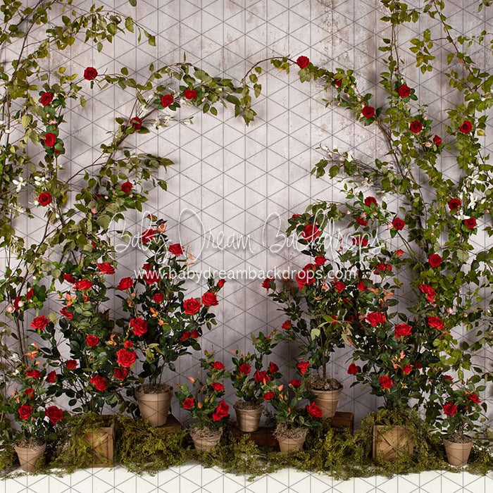 Romance Garden Wall