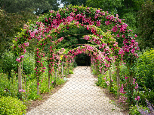 Rose Archway (JE)