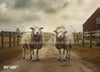 Sheep on the Farm (AZ)