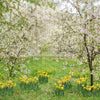 Simple Spring Blossoms (JA)