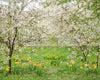 Simple Spring Meadow (JA)