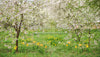 Simple Spring Meadow (JA)
