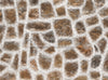 Snowy Rusty Stones Floor (CC)