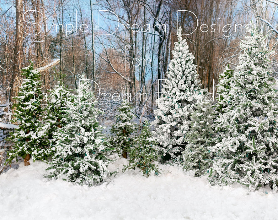 Snowy Trees Morning
