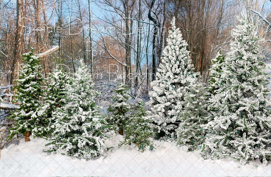 Snowy Trees Morning