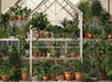 Spring Greenhouse (JA)