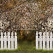 Spring Countryside Fence (JA)