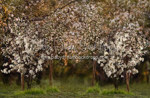 Spring Countryside Forest (JA)