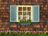 Spring View (Blue Shutters) with Tulips - 60x80 horizontal  