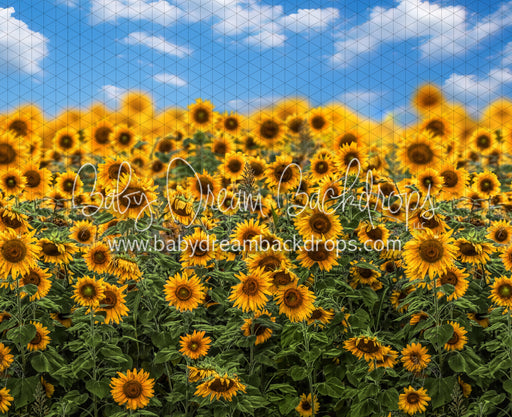 Summertime Sunflowers (CC)