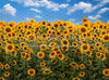Summertime Sunflowers (CC)