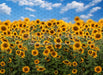 Summertime Sunflowers (CC)