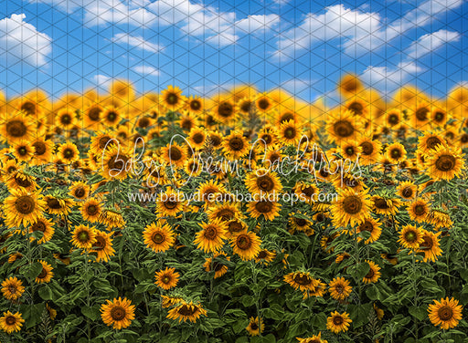 Summertime Sunflowers (CC)