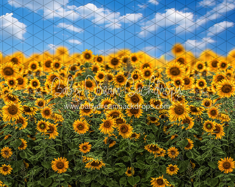 Summertime Sunflowers (CC)