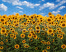 Summertime Sunflowers (CC)