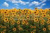 Summertime Sunflowers (CC)