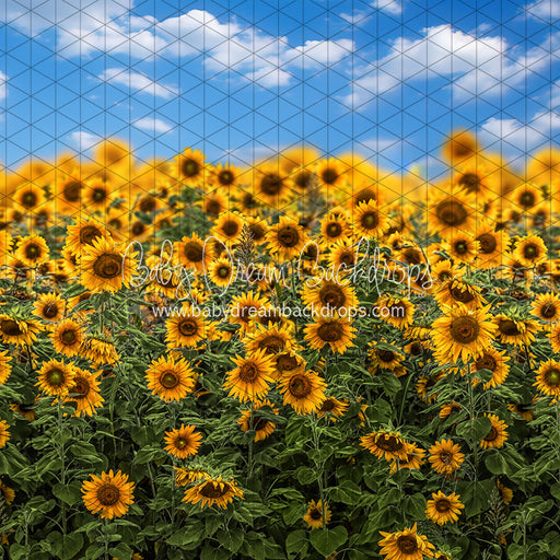 Summertime Sunflowers (CC)