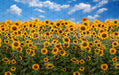 Summertime Sunflowers (CC)