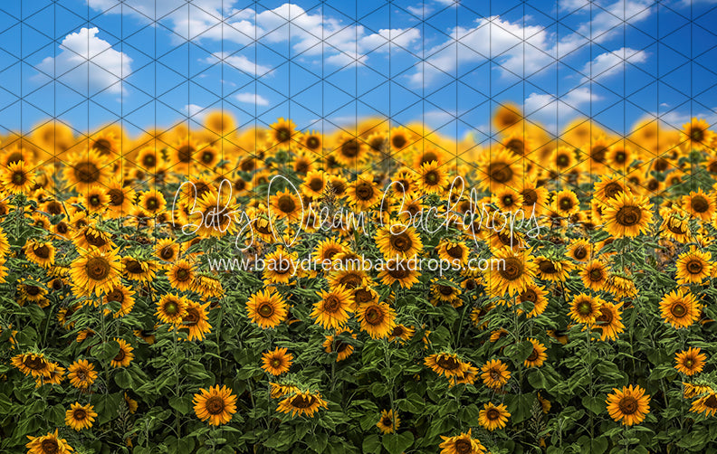 Summertime Sunflowers (CC)