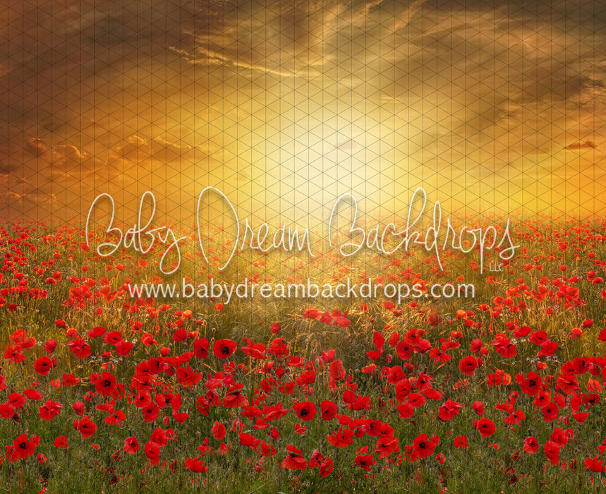 Sunset Poppies (CC)