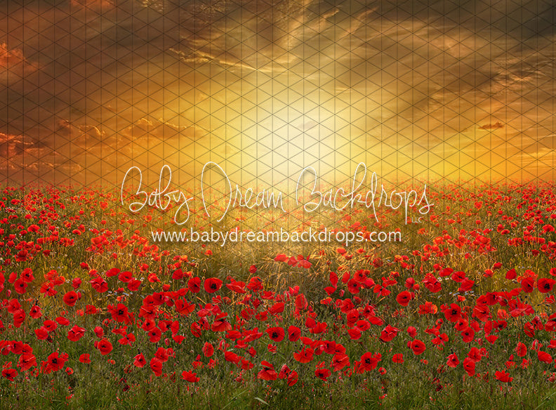 Sunset Poppies (CC)