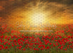 Sunset Poppies (CC)