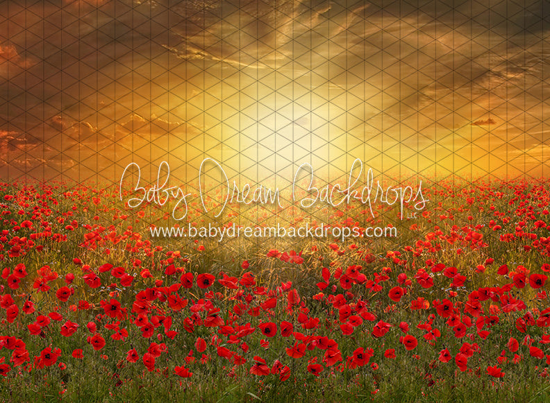Sunset Poppies (CC)