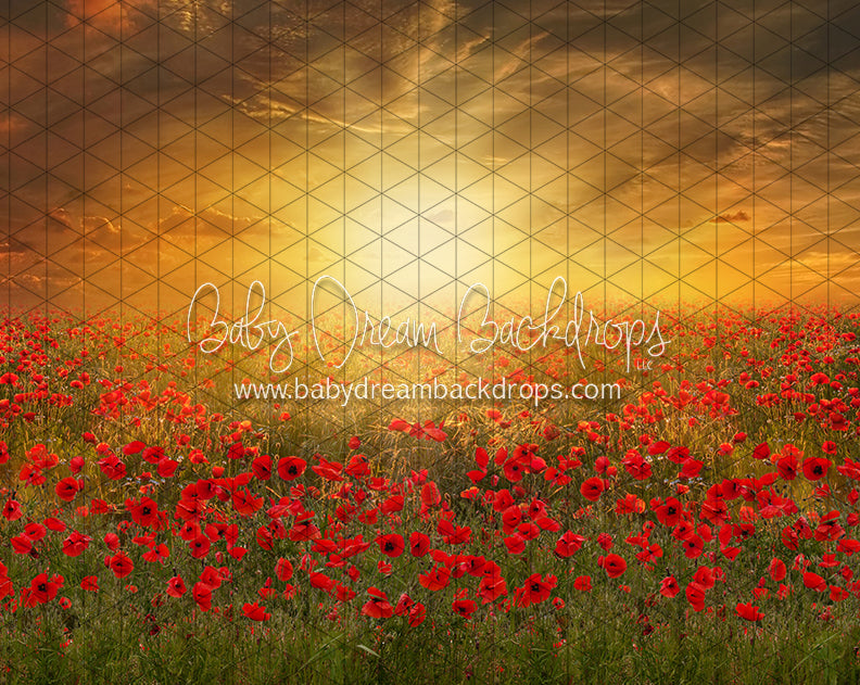Sunset Poppies (CC)