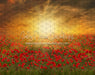 Sunset Poppies (CC)