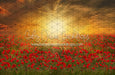 Sunset Poppies (CC)