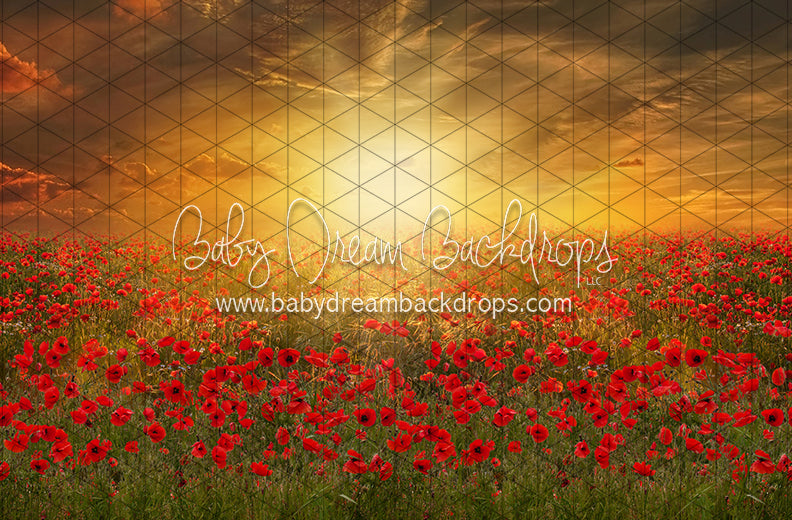 Sunset Poppies (CC)