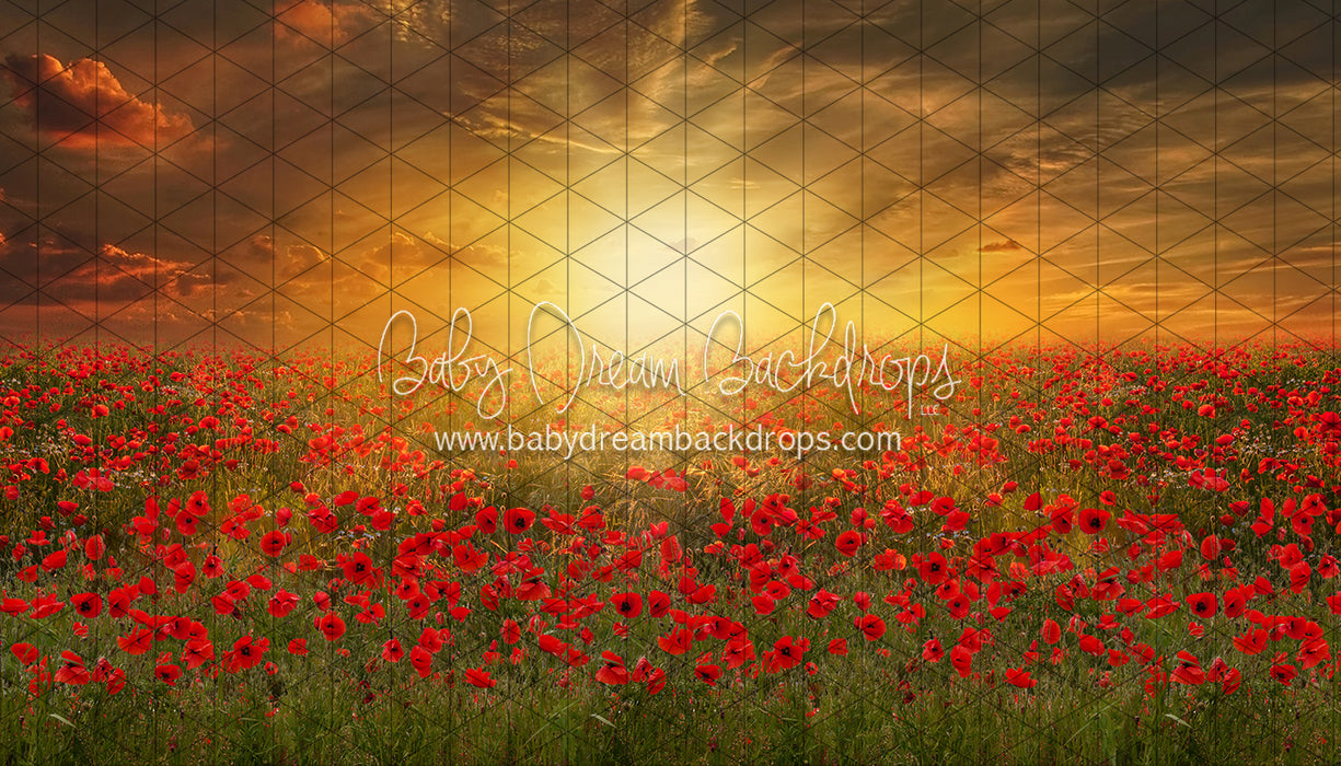 Sunset Poppies (CC)