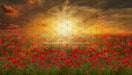 Sunset Poppies (CC)