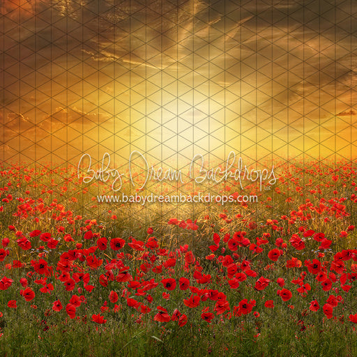 Sunset Poppies (CC)