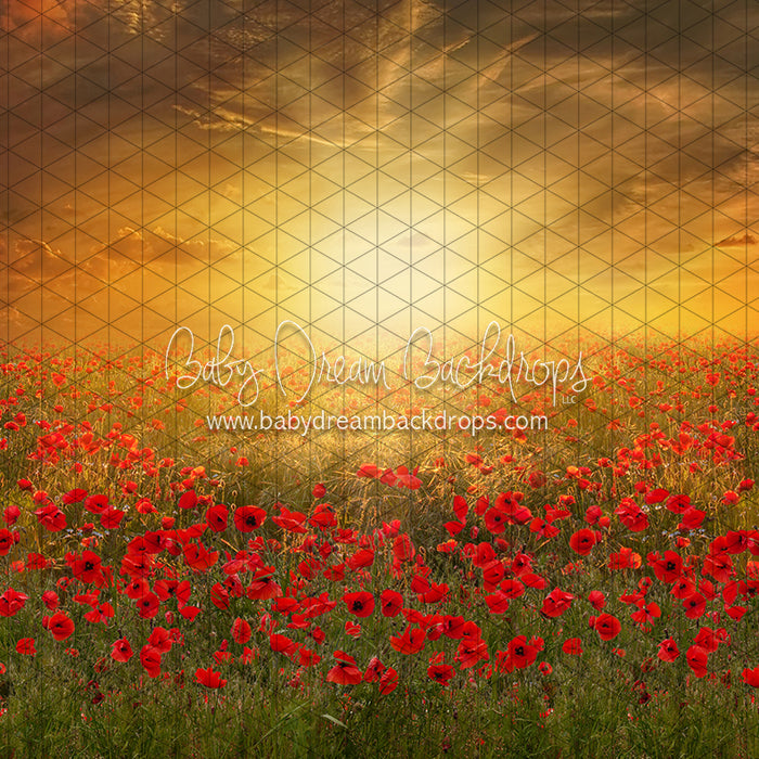 Sunset Poppies (CC)