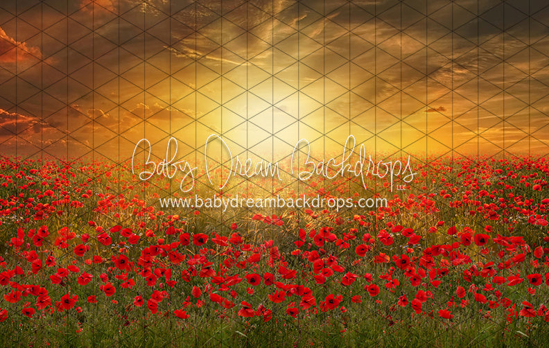 Sunset Poppies (CC)