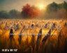 Sunset Wheat Field (SM)