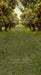 Sweeps Apple Orchard Path (Grass) (JA)