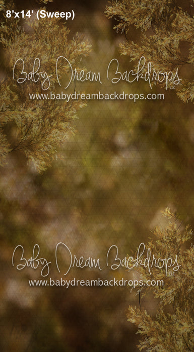 Sweeps Branches Champagne (AZ)